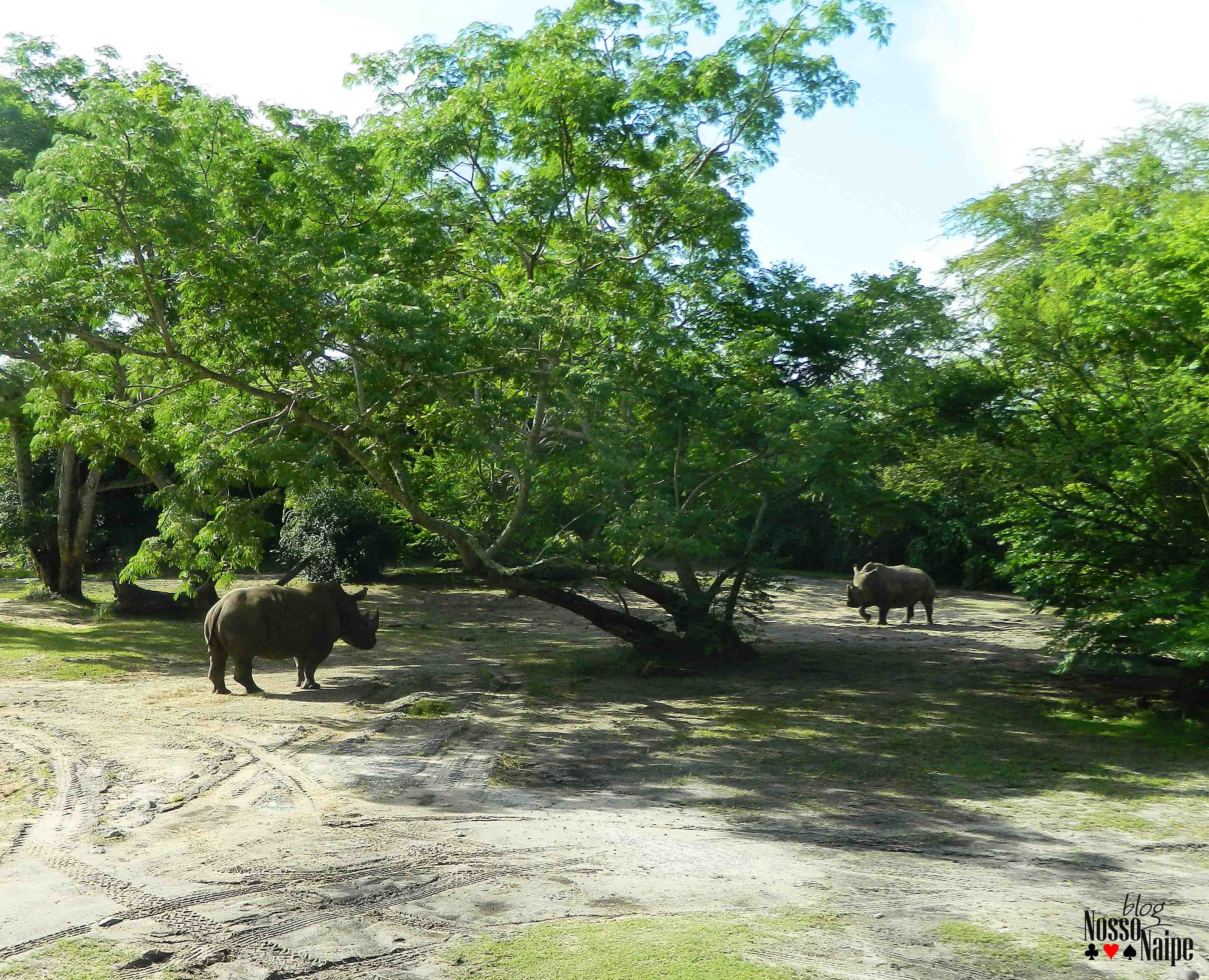 Rinocerontes em um momento um pouco tenso...