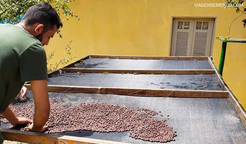 Funcionário do Sítio Águas Finas mostra como é feita a produção de café, local do grão secando ao sol - Guaramiranga, Maciço de Baturité, Ceará