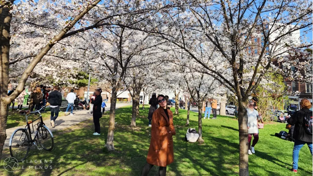 Cerejeiras em Toronto